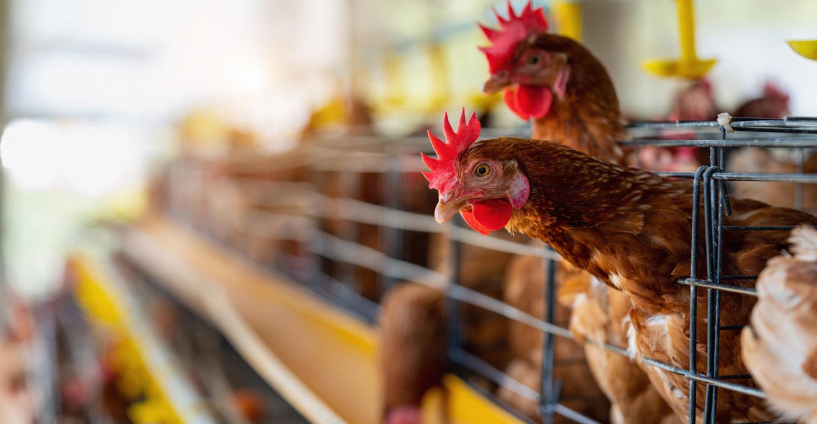 Understanding Different Types of Poultry – Which One is Best for You?