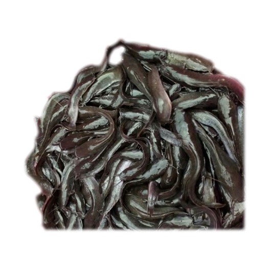 Juvenile Catfish - Image 2